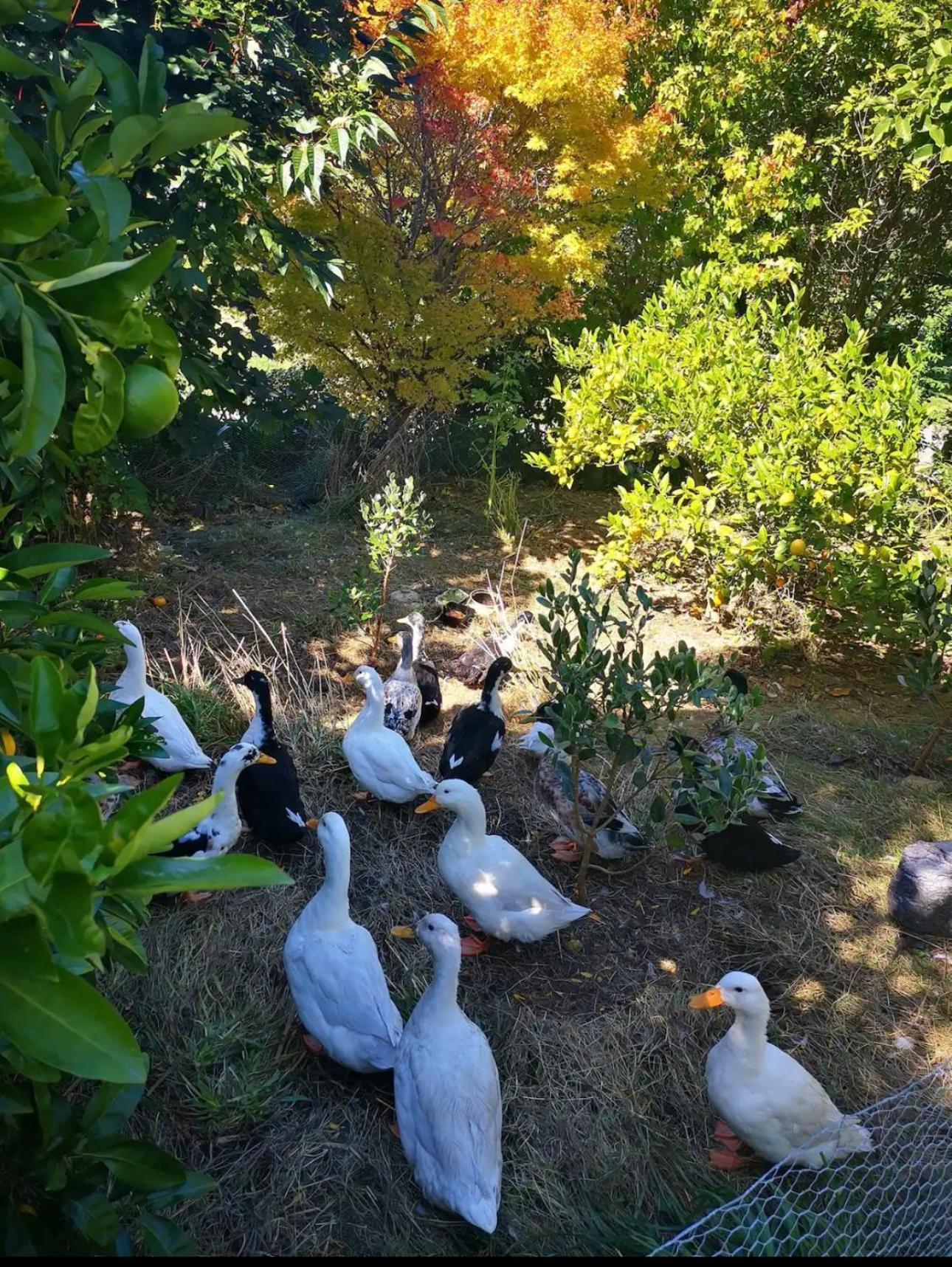 Acacia Bay Lodge Taupo Eksteriør bilde